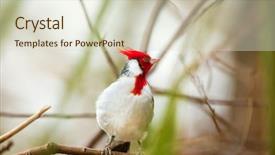  Presentation with cardinal - Cool new slide deck with cardinal bird with red-crested backdrop and a  colored foreground