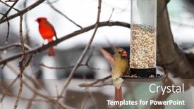  Presentation with cardinal - Theme having cardinal-female-bird-sitting-outside background and a violet colored foreground