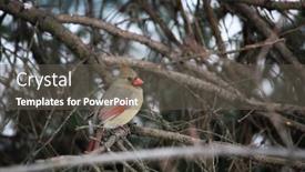  Presentation with cardinal - PPT theme consisting of cardinal-female-bird-sitting background and a dark gray colored foreground