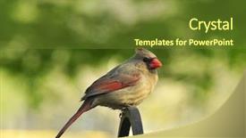  Presentation with cardinal - Slides featuring cardinal female background and a tawny brown colored foreground
