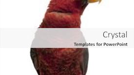  Presentation with cardinal - Presentation consisting of cardinal-lory-chalcopsitta-cardinalis-standing background and a white colored foreground