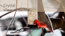  Presentation with cardinal - Presentation theme having cardinal-male-sitting-outside background and a coral colored foreground