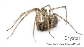  Presentation with cardinal - Beautiful slide set featuring cardinal-spider-tegenaria-parietina backdrop and a white colored foreground