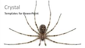  Presentation with cardinal - PPT theme featuring cardinal-spider-tegenaria-parietina background and a white colored foreground