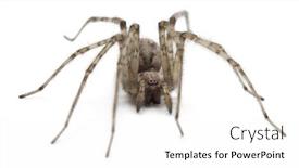  Presentation with cardinal - Presentation theme featuring cardinal-spider-tegenaria-parietina background and a white colored foreground