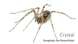  Presentation with cardinal - Cool new slide deck with cardinal-spider-tegenaria-parietina backdrop and a white colored foreground