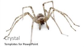  Presentation with cardinal - Audience pleasing slide set consisting of cardinal-spider-tegenaria-parietina backdrop and a white colored foreground
