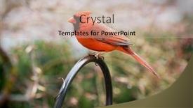  Presentation with cardinal - Beautiful presentation featuring cardinal-state-bird-of-ohio backdrop and a coral colored foreground