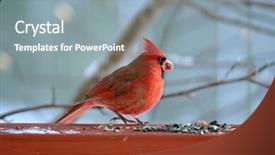 Presentation with cardinal - Audience pleasing PPT theme consisting of  backdrop and a  colored foreground