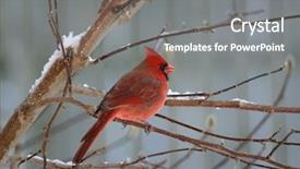  Presentation with cardinal - Amazing presentation theme having banana pepper on white backdrop and a cream colored foreground