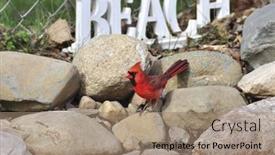  Presentation with cardinal - Cool new PPT theme with cardinal backdrop and a coral colored foreground