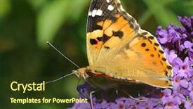  Presentation with butterfly - Colorful PPT layouts enhanced with cardui on a butterfly-bush backdrop and a tawny brown colored foreground