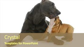  Presentation with dog park dogs plays - Slides enhanced with animal care - big and small dogs background and a coral colored foreground