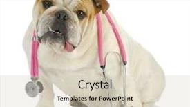  Presentation with veterinary - Slide deck featuring care - english bulldog with stethoscope background and a soft green colored foreground