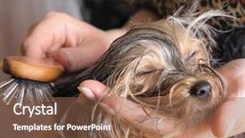  Presentation with hair care - Cool new theme with care for dog hair backdrop and a tawny brown colored foreground