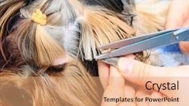  Presentation with grooming dog - Colorful slide deck enhanced with care for dog hair backdrop and a coral colored foreground