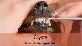  Presentation with grooming dog - Slides with care for dog teeth background and a red colored foreground