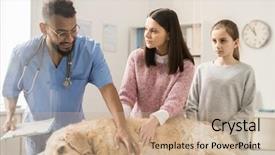  Presentation with sick dog - Cool new slides with care of sick labrador dog backdrop and a coral colored foreground