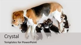  Presentation with cute - Audience pleasing PPT theme consisting of carefulness - careful mother beagle feeding cute backdrop and a light gray colored foreground