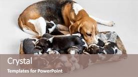  Presentation with cute - PPT theme having carefulness - careful mother beagle feeding cute background and a violet colored foreground