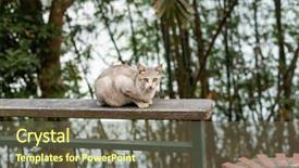  Presentation with look - Beautiful slide set featuring carefulness - carefully stray cat look backdrop and a tawny brown colored foreground