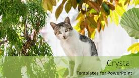  Presentation with look - Presentation theme featuring carefully-stray-cat-look background and a yellow colored foreground