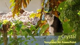  Presentation with look - Audience pleasing slides consisting of carefully-stray-cat-look backdrop and a tawny brown colored foreground