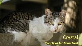  Presentation with look - Slide set having carefully-stray-cat-look background and a tawny brown colored foreground