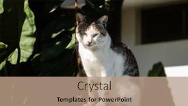  Presentation with look - Slide deck enhanced with carefully-stray-cat-look background and a coral colored foreground