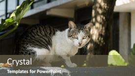  Presentation with look - PPT theme featuring carefully-stray-cat-look background and a tawny brown colored foreground