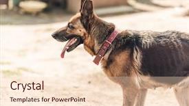  Presentation with summer time - Audience pleasing presentation design consisting of carefulness - careful purebred german shepherd dog backdrop and a lemonade colored foreground