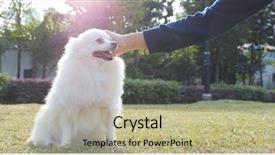  Presentation with dog park animal jack - PPT layouts having caress - caressing dog at city park background and a mint green colored foreground