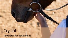  Presentation with horses - PPT layouts featuring caress - close-up of hand caressing white background and a coral colored foreground