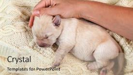  Presentation with mom and newborn - Colorful presentation design enhanced with caress - newborn yellow labrador puppy dog backdrop and a  colored foreground