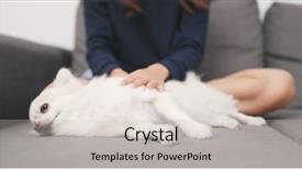  Presentation with pet - PPT theme consisting of caress - pet owner massaging on her background and a light gray colored foreground