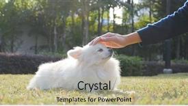  Presentation with dog park - Colorful PPT theme enhanced with caress - woman touching on her dog backdrop and a mint green colored foreground