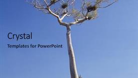  Presentation with caribbean - Colorful presentation theme enhanced with caribbean-ceiba-pentandra-tree backdrop and a teal colored foreground