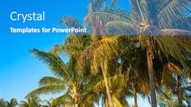  Presentation with coconut - PPT theme having caribbean-coconut-palm-trees background and a teal colored foreground