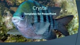  Presentation with caribbean - Presentation theme enhanced with caribbean-damselfish-called-a-sergeant background and a  colored foreground