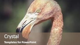  Presentation with flamingo - Presentation theme featuring caribbean detail of flamingo head background and a coral colored foreground