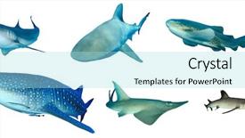  Presentation with shark - PPT theme having caribbean reef bull leopard whale background and a arctic colored foreground