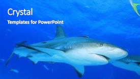  Presentation with shark - Beautiful presentation theme featuring caribbean reef shark carcharhinus perezii backdrop and a gray colored foreground