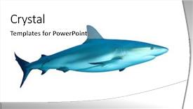  Presentation with shark - Theme featuring caribbean reef shark carcharhinus perezii background and a white colored foreground