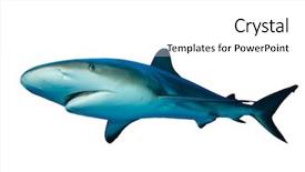  Presentation with shark - Theme with caribbean reef shark carcharhinus perezii background and a white colored foreground