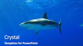  Presentation with shark - Presentation featuring caribbean reef shark in natural background and a dark gray colored foreground