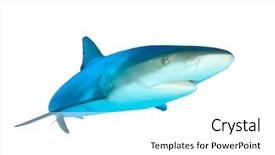  Presentation with shark - Colorful slide set enhanced with caribbean reef shark isolated backdrop and a white colored foreground