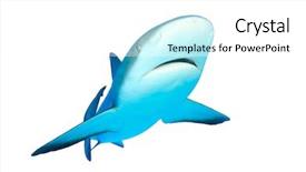  Presentation with shark - Slide deck having caribbean reef shark isolated background and a white colored foreground