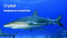  Presentation with shark - Slides with caribbean reef shark background and a cobalt blue colored foreground