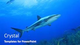  Presentation with shark - 