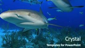  Presentation with caribbean - Amazing PPT theme having caribbean reef sharks carcharhinus perezii backdrop and a ocean colored foreground